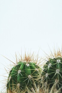 两株带刺的绿色仙人掌