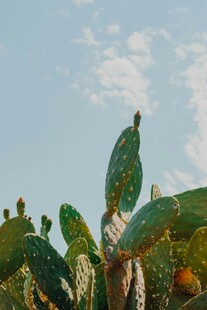 阳光下的仙人掌植物景观