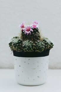 白色花盆中的粉色仙人掌