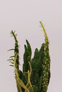 奇特多刺绿植特写
