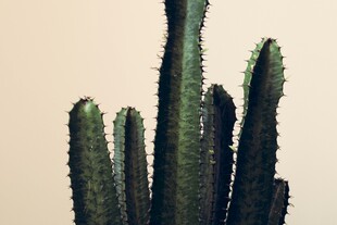 挺拔仙人掌植物特写