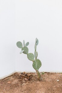 小绿植破土生长