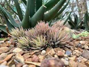 多肉植物生长于碎石间