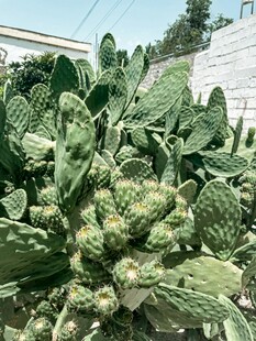 蓬勃生长的仙人掌植物