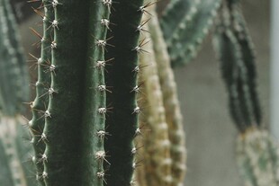 挺拔的仙人掌植株