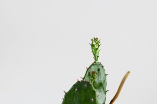 仙人掌顶部的嫩绿小花