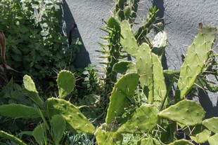 翠绿仙人掌植物特写
