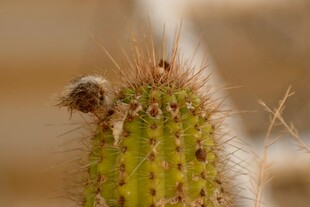 仙人掌上的小昆虫