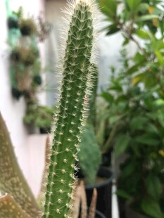 挺拔仙人掌
