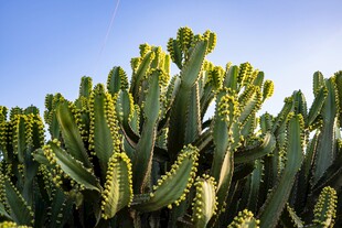 蓬勃生长的仙人掌植物