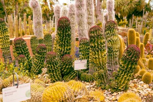多样仙人掌植物景观展示