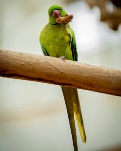 翠绿鹦鹉栖于木杆