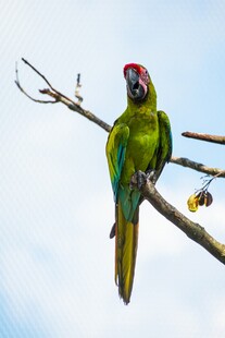 绿鹦鹉栖于枝头