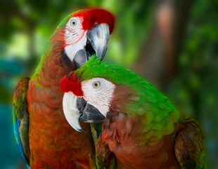 多彩鹦鹉亲昵依偎