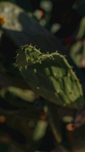 仙人掌