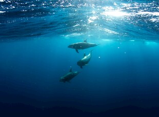 海底海豚