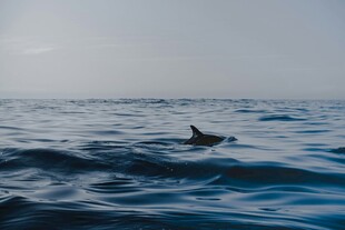 海豚