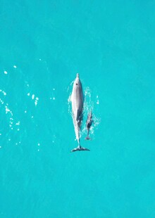 海豚跃出碧蓝海水