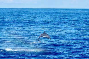 海豚跃出蓝色海面瞬间