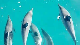 海中畅游的一群可爱海豚