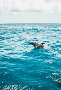 海中跃动的可爱海豚