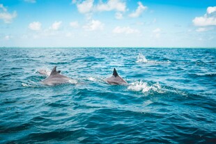 海中畅游的欢快海豚