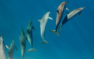 海豚跃出蓝色海洋瞬间