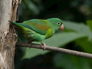 翠绿鹦鹉栖息枝头