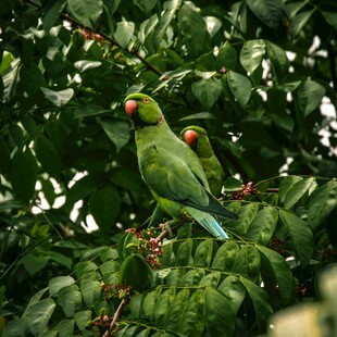 绿叶间的两只翠绿鹦鹉