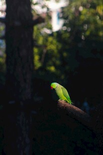枝头绿鹦鹉
