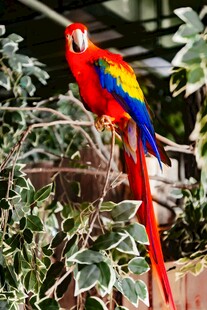 五彩鹦鹉栖息枝头