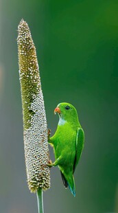 绿鹦鹉立于植物上