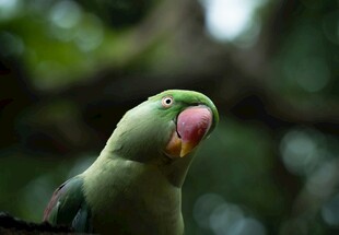 绿鹦鹉特写
