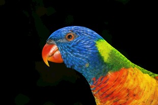 五彩斑斓鹦鹉特写