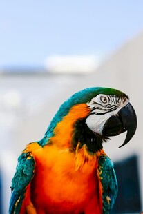 色彩斑斓的鹦鹉