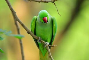 枝头绿鹦鹉