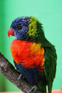 多彩鹦鹉栖息枝头