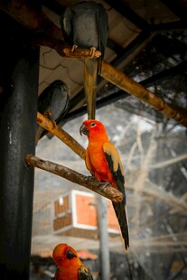 色彩艳丽的鹦鹉栖息枝头