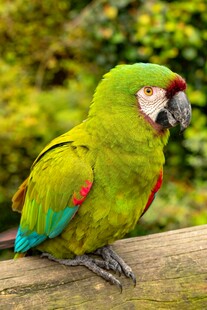 绿羽鹦鹉栖息于木枝上