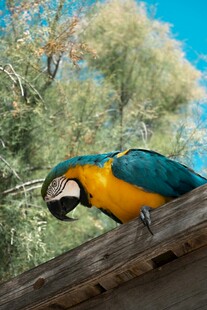 蓝黄鹦鹉栖息于木梁上