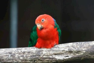 红羽绿翅鹦鹉栖息枝头