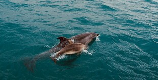 海中海豚