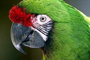 绿羽红冠鹦鹉特写
