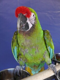绿羽红冠鹦鹉特写