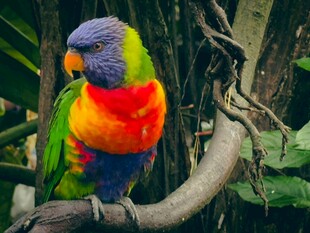 多彩鹦鹉栖息枝头