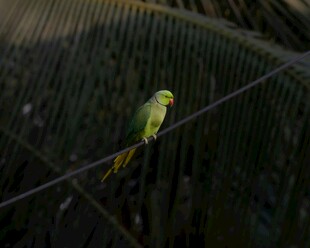 绿鹦鹉栖息于电线上