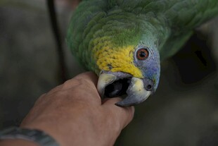 人与鹦鹉亲密互动瞬间