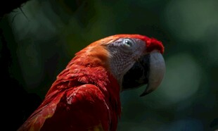 鲜艳红鹦鹉特写