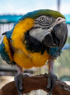 五彩斑斓鹦鹉栖息木枝