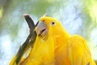 金黄鹦鹉展示鲜艳羽毛